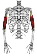 M. biceps brachii caput breve