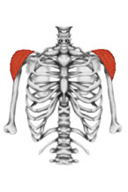 M. deltoideus medialis