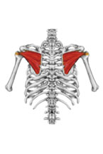 M. infraspinatus