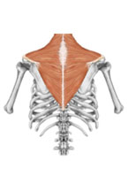 M. trapezius