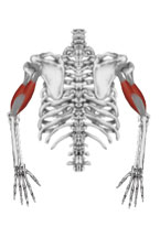 M. triceps brachii caput lateralis