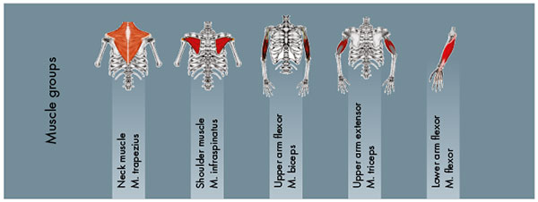 Muscle Groups